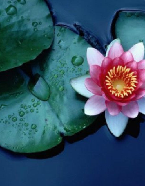 Water Lily Flower Seeds (Pack Of 1)